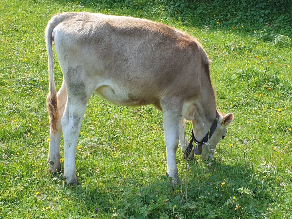 Austrian Activity Holiday austrian milking cow