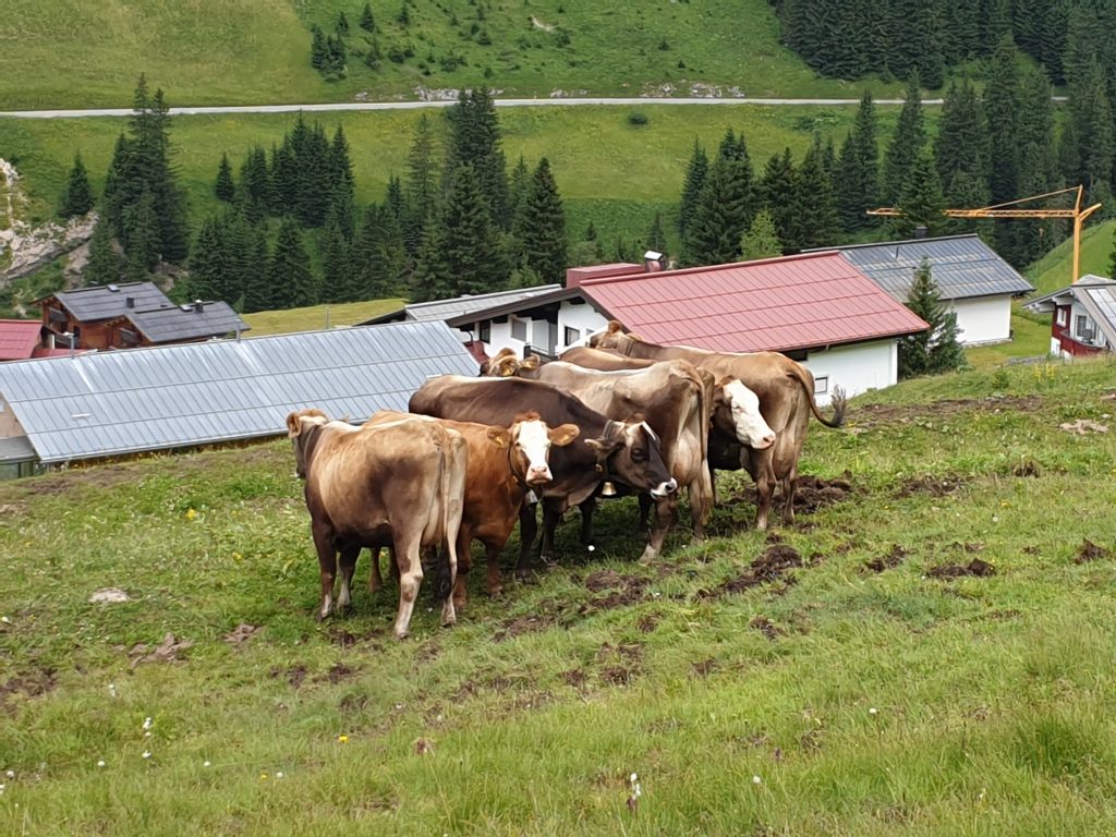 Austrian Activity Holiday passing some cows standing head to tail in a row